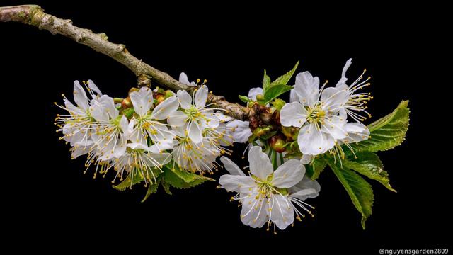 Calming Piano Music With Gentle Violin Sounds | Beautiful Flower Blooming Processes.