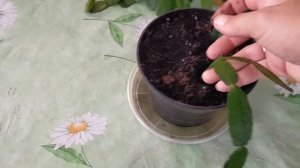 Размножение рипсалидопсиса. Омоложение лесного кактуса