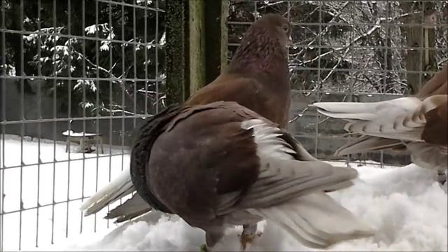 (мобильная съёмка) Бурые ижевские голуби смотреть онлайн