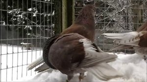 (мобильная съёмка) Бурые ижевские голуби