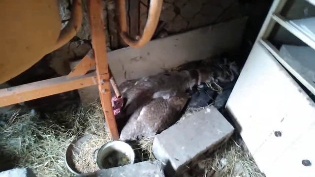 Индюк высиживает яйца. Ответственный отец)