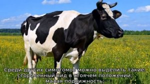 Нет жвачки у коровы: что делать