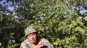 Употребляй БОЯРЫШНИК и будь СПОКОЕН за СВОЁ СЕРДЦЕ