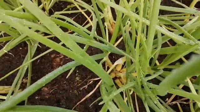 Лук шалот семейный удлинённый жёлтый Архангельский, видео 16 смотреть онлайн