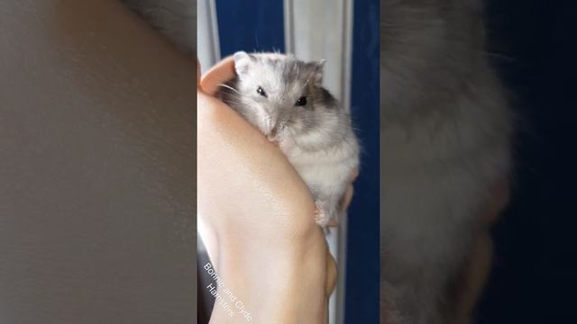 Syao, the cutest hamster in the world! [Самый милый хомяк в мире Сяо!] смотреть онлайн