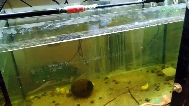 КРУТЕЙШИЙ ДОМАШНИЙ АКВАРИУМ АЛЕКСЕЯ! 1 ЧАСТЬ