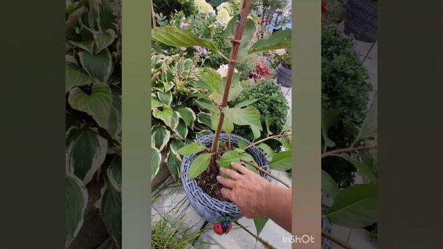 Обзор гортензий в моём саду. Часть 4. смотреть онлайн