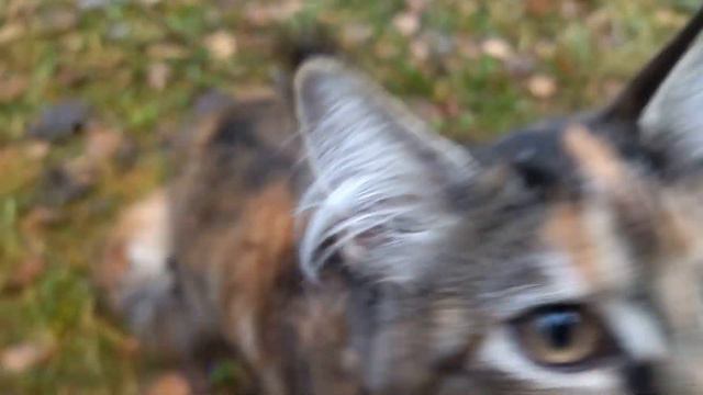 Maine-Coon and squirrel / Котенок мэйн-кун впервые на прогулке, встреча с белкой. смотреть онлайн