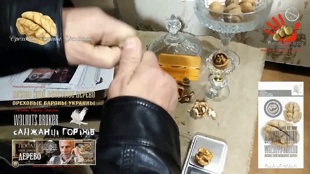 Семена грецкого ореха Иван Багряный обзор от Walnuts Broker смотреть онлайн