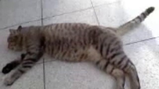 metabo cat смотреть онлайн