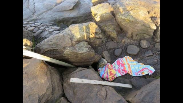 Застрял, маленький! Люди заметили, что тюлень на камнях не двигается и забили тревогу смотреть онлайн