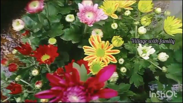 ജമന്തി sale @villagelife74 смотреть онлайн