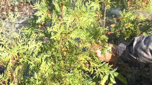 Живая изгородь из туи брабант,результат посадки туи через 2 года.Питомник "Хвойный дворик" смотреть онлайн