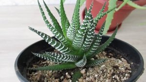 Как поливать хавортию зимой,  полосатый  розеточный суккулент  #комнатныерастения#хавортия