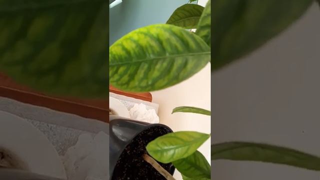 ПОЛИВ ЦИТРУСОВЫХ. СЕКРЕТЫ О ПОЛИВЕ.