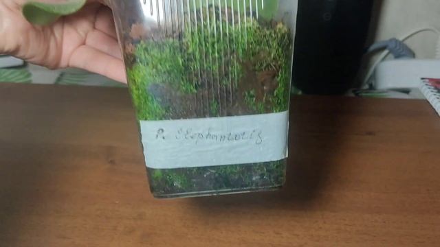 Мои новинки папоротников??? лето 2023 смотреть онлайн