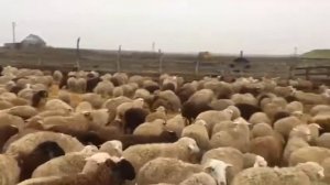 Как разводить стадо баранов. МРС. Забой 700 баранов.