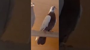 Свердловские высоколетные племенные краснозобые и желтозобые голуби Наумыча