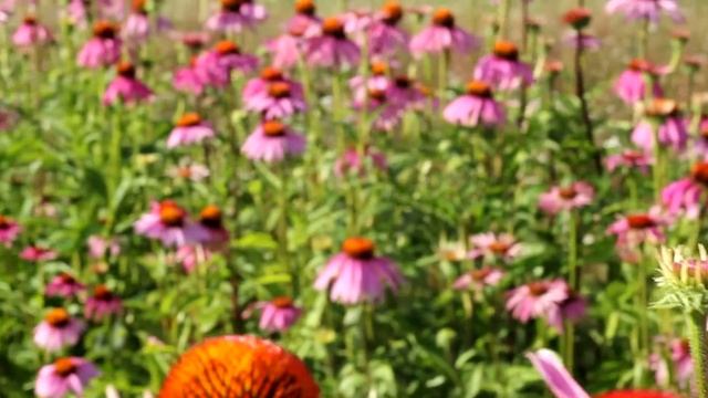 Organic echinacea: Home of butterflies смотреть онлайн