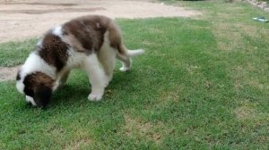 Самые добрые собаки для детей. ТОП - 5 Добрейших собак в мире. Собаки-няньки. Собака для ребенка