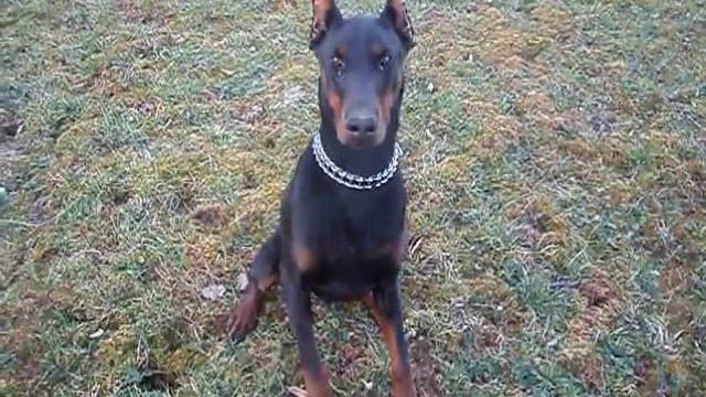 dobermanLUKRECIJA смотреть онлайн