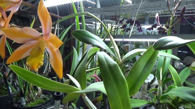 Wrong orchid tag, right orchid tag! Let´s find out! :P смотреть онлайн