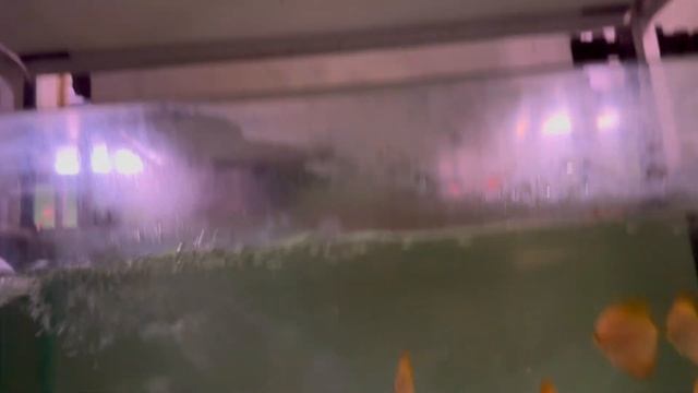 Antonello Greco. Часть 1 смотреть онлайн