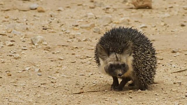 Интересные факты о пустыне Сахара смотреть онлайн