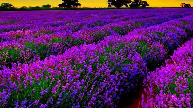 Ангельская мелодия Тень ветра Music To Relieve Stress Meditation