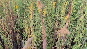 Золотарники: как отличать чужих (канадский и гигантский) от нашего (обыкновенного).