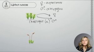 Цикл развития мхов | BioBarashkova
