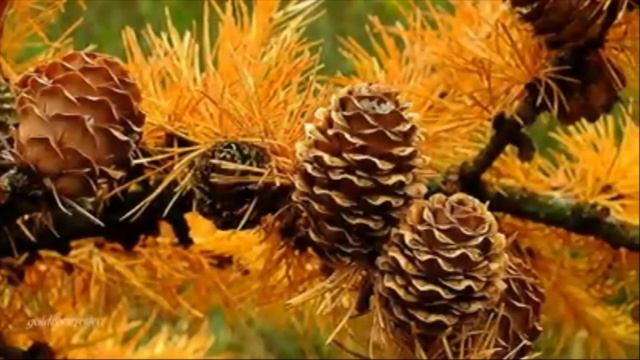 Уж дышит август сентябрем ! Скоро осень , господа Евгений Кондратьев смотреть онлайн