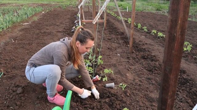 Посадка томатов в открытый грунт. Шпалера на томаты своими руками. смотреть онлайн