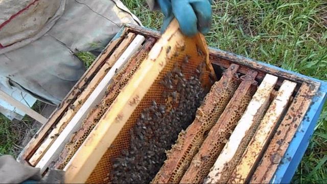 Как то меня спрашивали как делать чтобы пчёлы надули вощину смотреть онлайн