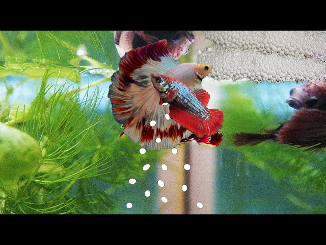 Аквариум для начинающих Нерест петушков позади Betta Splendens Half Moon смотреть онлайн