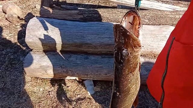 щука монстр 3 кг на живца.pike monster 3 kg per live bait . смотреть онлайн