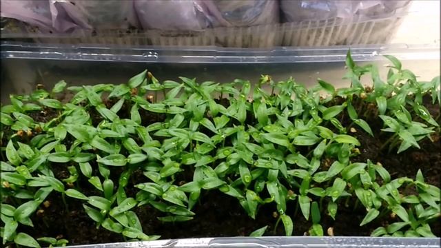 РАССАДА ПЕРЦА БЕЗ ЧЕРНОЙ НОЖКИ ! СРАЗУ 1000 ШТ.КОРНЕЙ! смотреть онлайн