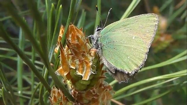 БИОСФЕРА: 158. Малинница (Callophrys rubi) смотреть онлайн