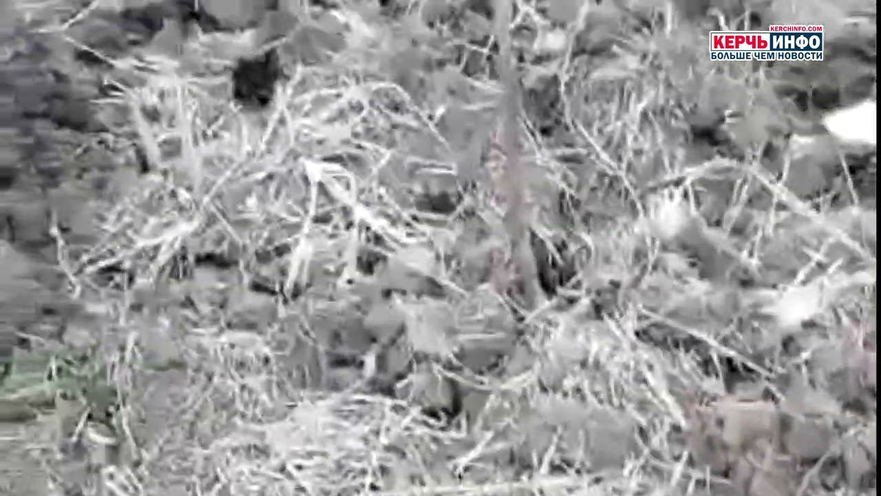 «Это не посадка, это просто…»: керчане сняли на видео высаженные деревья на Верхнем Солнечном смотреть онлайн