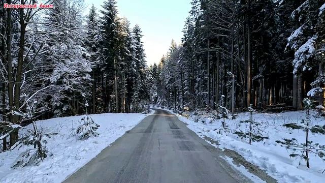Пение птиц в лесу Карпат смотреть онлайн