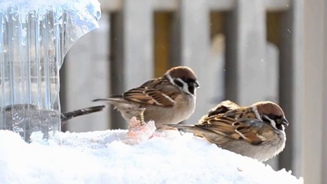 Поёт зима - аукает .... смотреть онлайн
