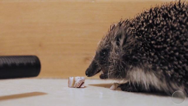 Ёжик фыркает и жуёт / Hedgehog Snorts And Chewing (4k HQ Sound)