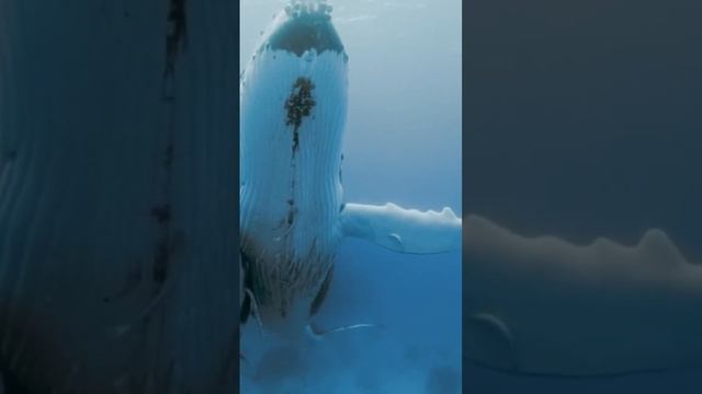Влюблённый кит #кит #море #океан #рыба #акула #моряк #моря #океанариум #kite #sea #water #season смотреть онлайн