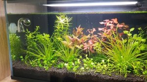 Аквариум xiaomi mijia myg100 3 недели после запуска. Вопросы... :)