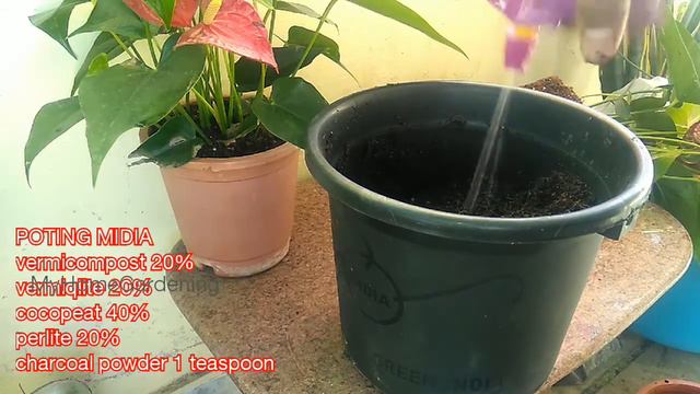 Anthurium transplantation shift in large pot смотреть онлайн