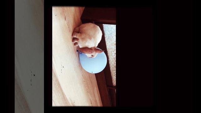 Кролик Мерс и шарики))) Ну... Очень смешно? #кролик смотреть онлайн