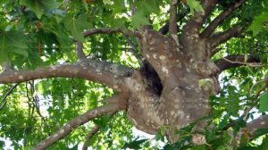 ПЛАТАН (ЧИНАРА) / дерево, способное пережить государства и цивилизации