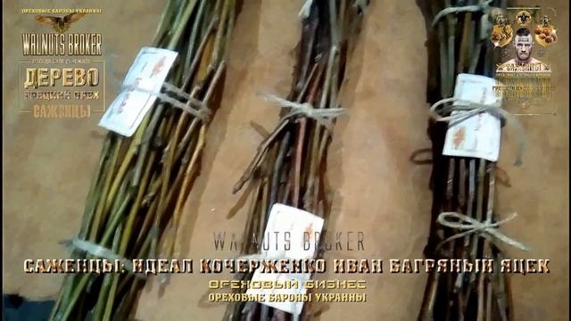 Черенки для перепрививки ореха сорт Кочерженко, сорт Иван Багряный, Walnuts Broker смотреть онлайн