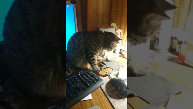 Кот хочет писать смотреть онлайн