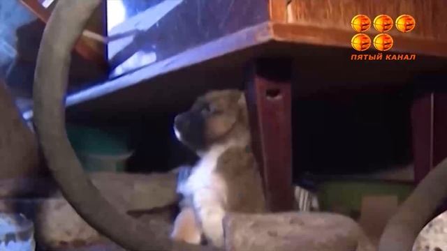 Как объяснить тинейджерам, что такое зоозащита. смотреть онлайн